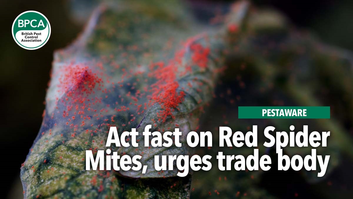 actfastredspidermitesbpcapests actfastredspidermitesbpcapests